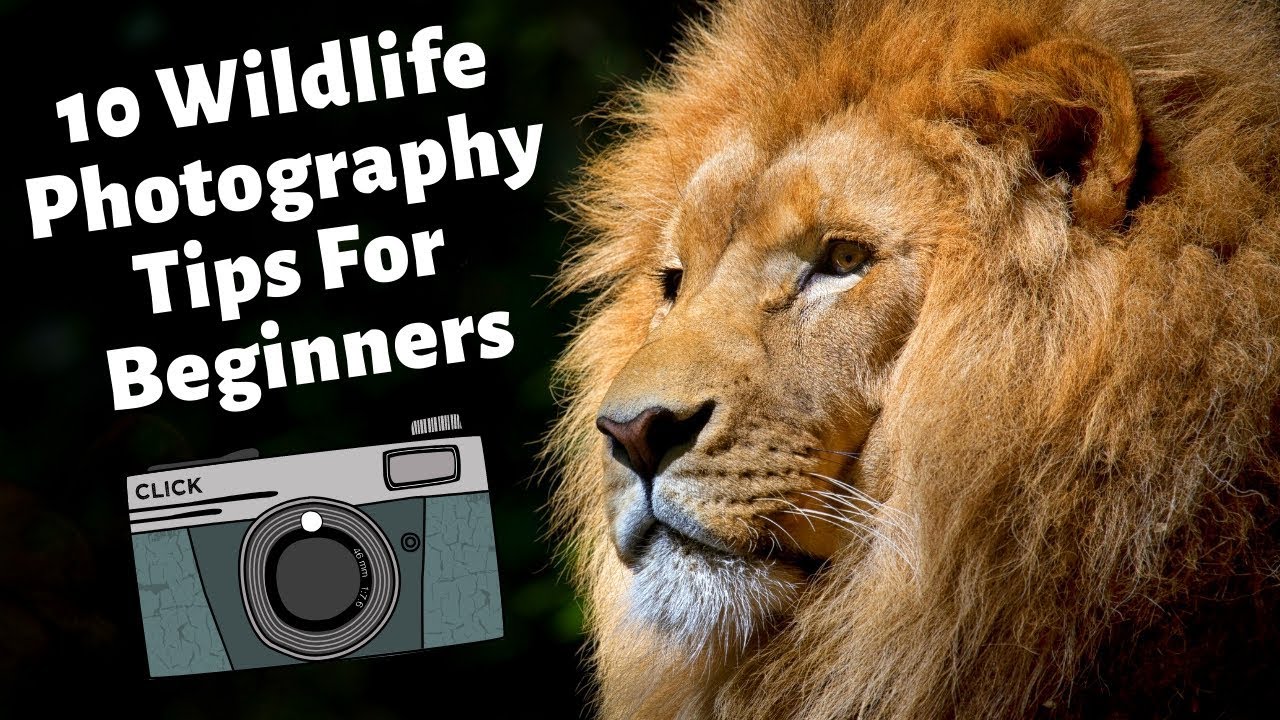 Wildlife Photography Tips - YouTube