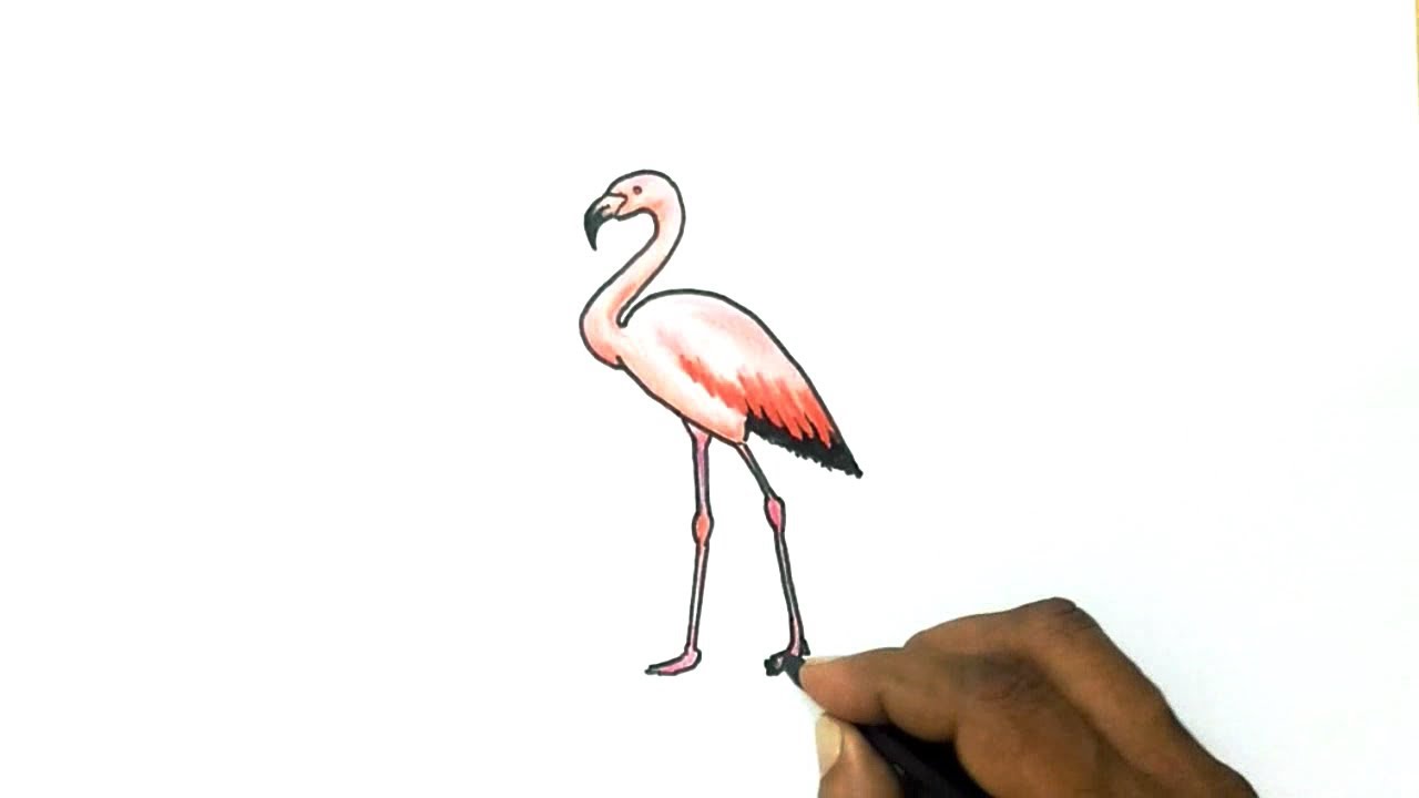 How To Draw A Flamingo Realistic