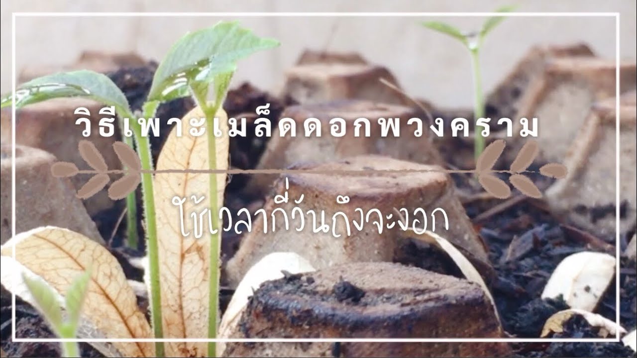 วิธีเพาะเมล็ด ดอกพวงคราม กี่วันถึงจะงอก? | วิธีที่1 | Miss Suksiri