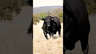 Animals That Represent Car Brands