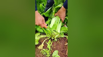 RT  mini rotary tillage and ridging all-in one tree  short view rogator rotarymower