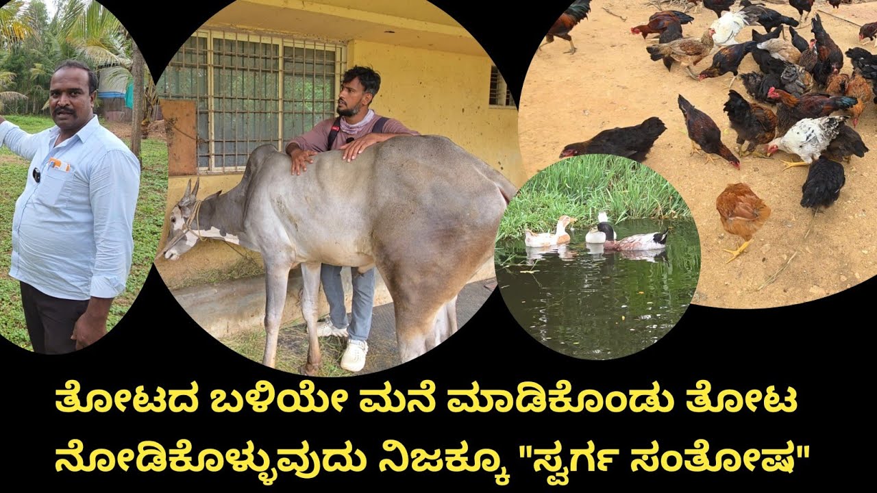 ತೋಟದಲ್ಲೇ ಮನೆ ಮಾಡಿಕೊಂಡು... ಅಲ್ಲಿಯೇ  ಇದ್ದು ಕೃಷಿಯಲ್ಲಿ ಕೈಗೊಂಡರೆ ಅದಕ್ಕಿಂತ ಬೇರೆ... ಸೌಭಾಗ್ಯ ಇನ್ನೊಂದಿಲ್ಲ 