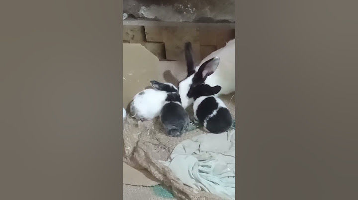 Rabbit and child almost poured water on the disabled person #shorts #bunnybabies