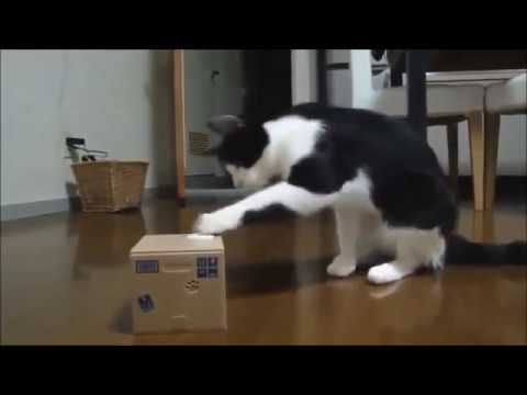 Video: Kā Kaķi Dzemdē