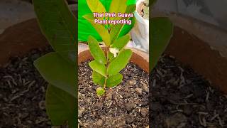 How to repot Thai Pink Guava #music #gardening #garden #plants #fruit #shorts #shortvideo #caretips