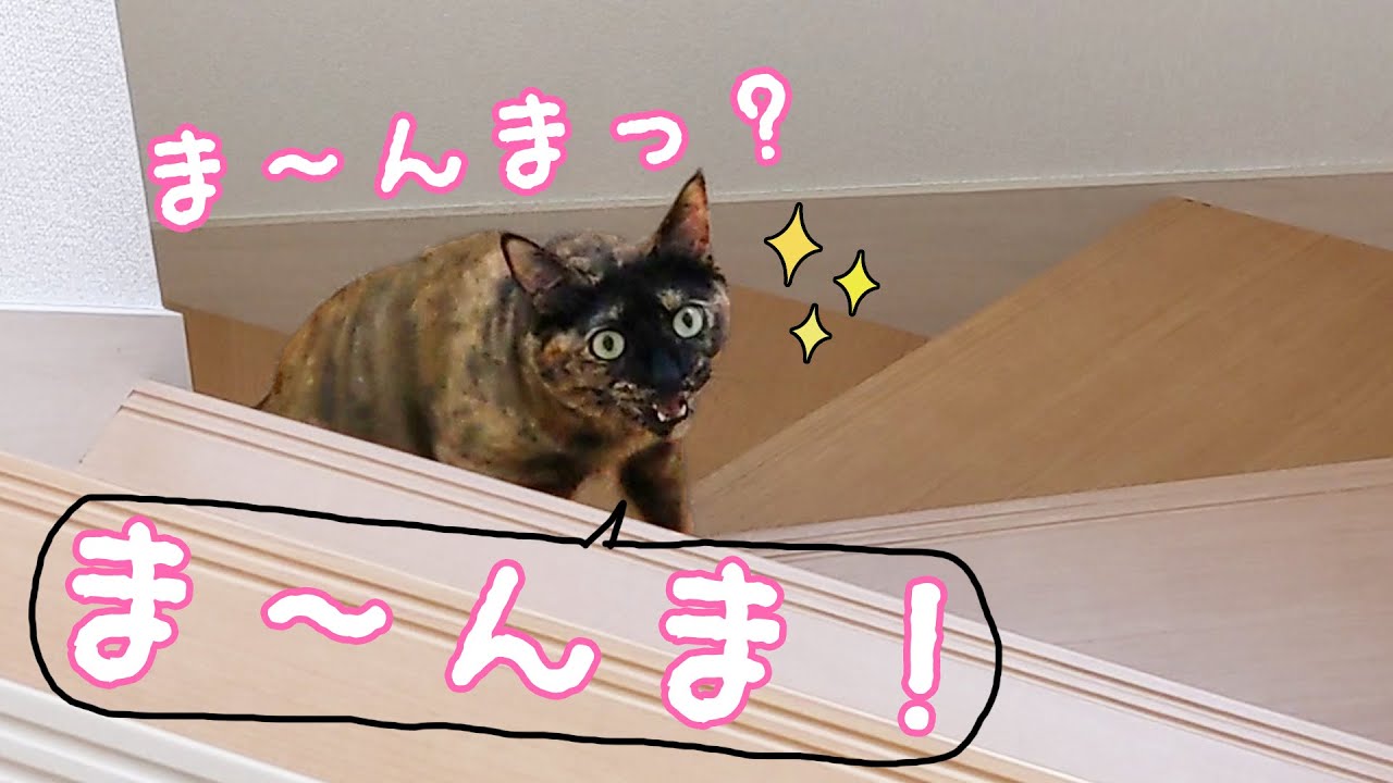 ママ を完全に覚えたサビ猫モモちゃん Youtube ママ を完全に覚えたサビ猫モモちゃん Youtube