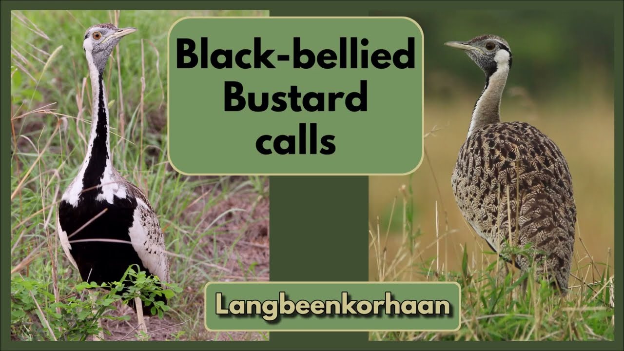 Black-bellied Bustard calls
