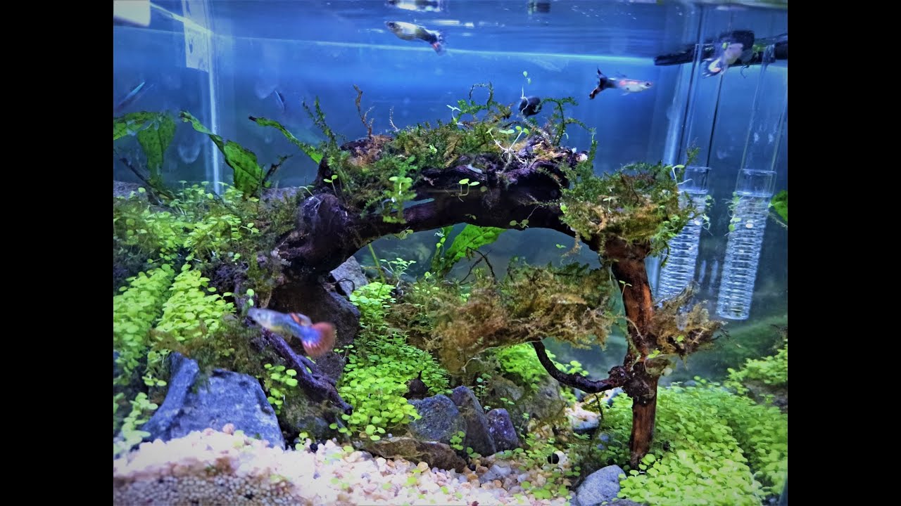 1 Mini Bonsai in Nano Aquascape YouTube