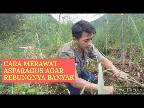 Video: Bagaimana Cara Mengenali Penyakit Asparagus?