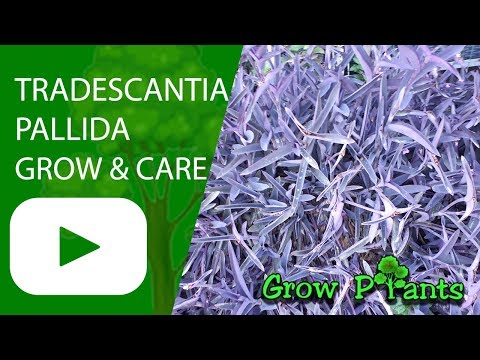 Tradescantia pallida - grow& care  a great ground cover  (Wandering jew plant)