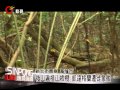 中斷6年 凱達格蘭族核四廠區祭祖 20130408