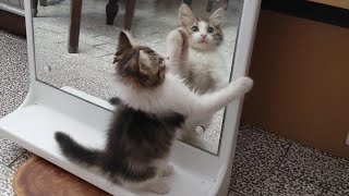 Kittens See Themselves In The Mirror For The First Time by MB vids 1,731 views 1 month ago 2 minutes, 14 seconds