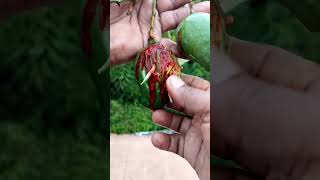 Spicy Mango masala 🥲😋#shorts #trending #viral