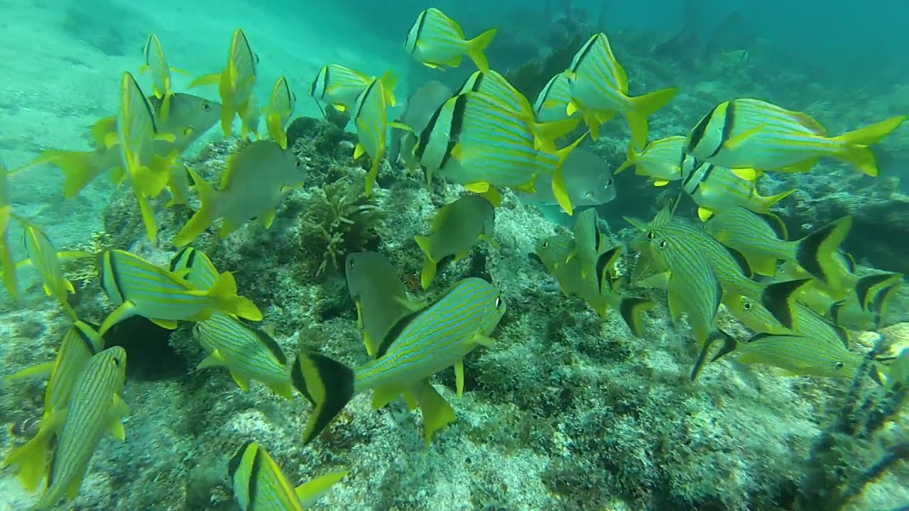 Diving Alligator Reef Islamorada, FL August 2021 YouTube