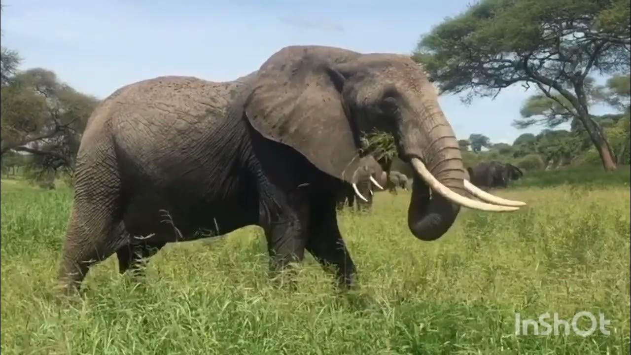 The most Beautiful elephant in the world full HD YouTube
