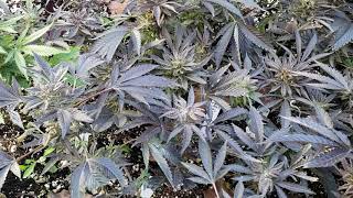It's A Weed....
