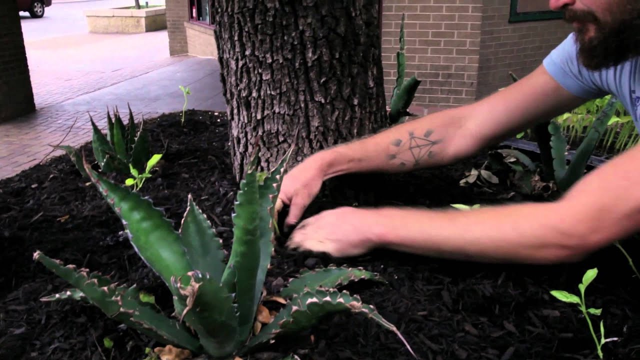 Food is Free Guerrilla Planting at the March Against Monsanto in Austin, TX