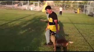 Жилет для дрессировки собак «Outdoor training» V15
