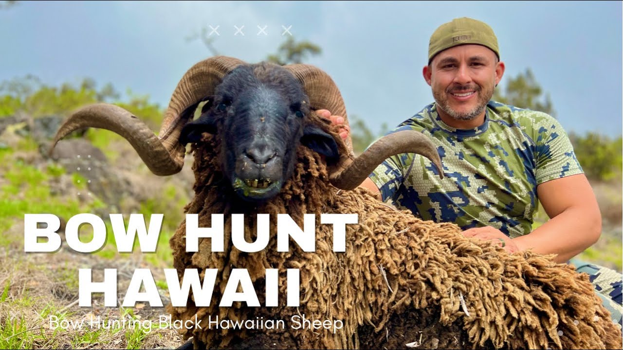 Hawaii Bow Hunting YouTube