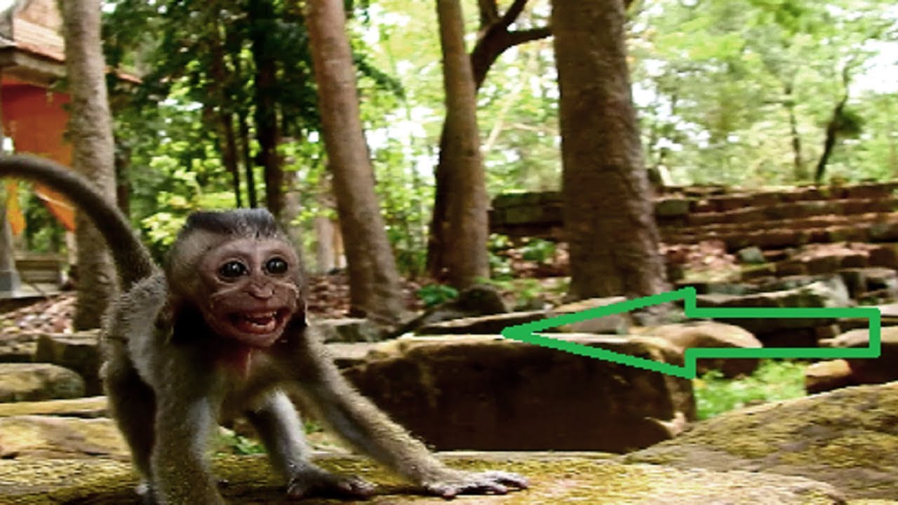 Brave baby really afraid boss, Baby feel nervous while leader look at baby, Super frighten 538