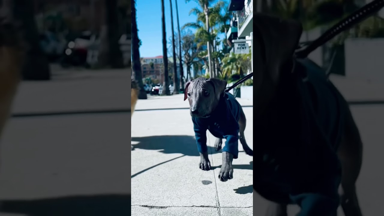 Zorro the Xolo- Enjoying the sun in this beautiful day☀️🌴 