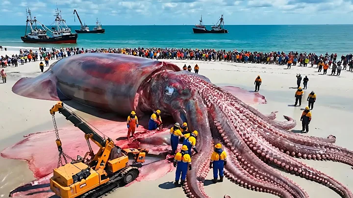 Encounter with the 5,000KG Colossal Squid – The Deep-Sea Giant of Antarctica