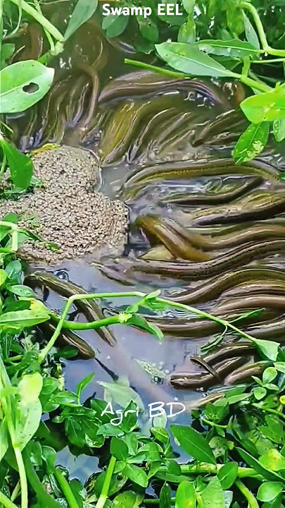 Swamp eel farming #fish #eel #swampeel #asianswampeel #agri #agriculture #shorts #foryou #fishing