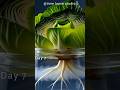 Cabbage Growing Roots & Leaves in Water – Amazing Timelapse NatureTimelapse #PlantLovers #Garden