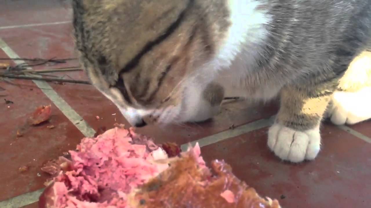 Cat eats turkey leg YouTube