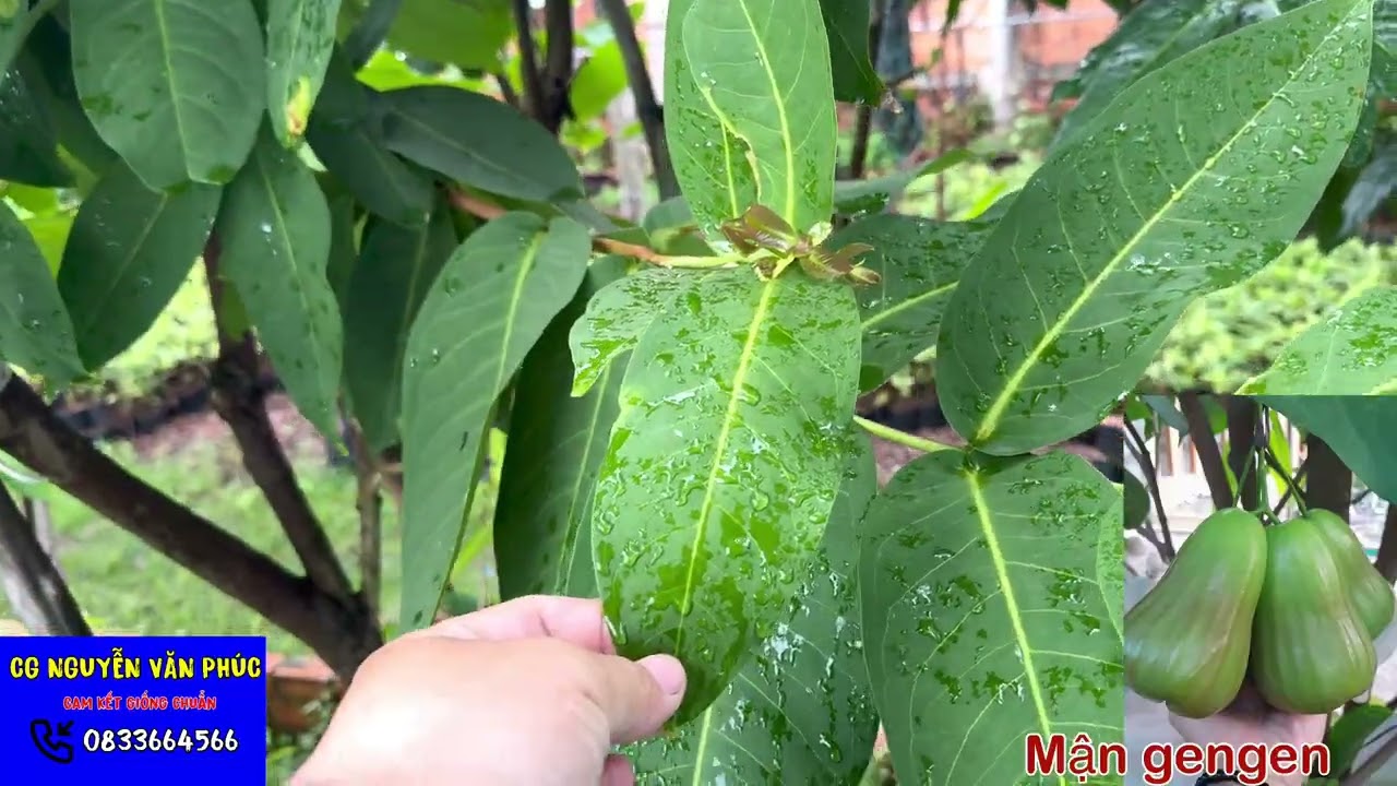 Mận mới gengen kioyok mdh indo giống mận xanh khổng lồ gengen indo chuẩn giống chất lượng 👍