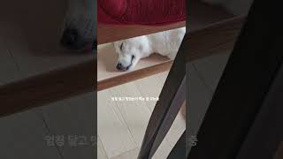 #강아지 #꿈 꾸는중