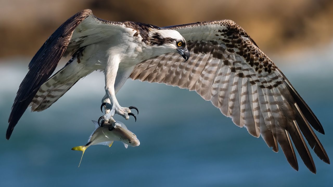 【美品】FALCON OSPREY 鶚90 Nikon Z9 Autofocus Tests Bird in Flight - Insane Osprey Feeding