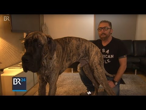 Video: Deutsche Dogge
