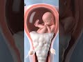 Why Sperm Can't Enter: Baby Protecter Cervical Mucus Plug 3D Animation Explained