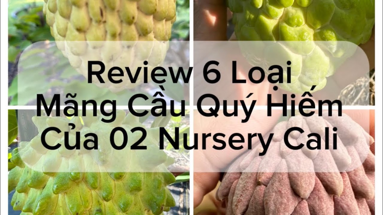 REVIEW 6 LOẠI MÃNG CẦU QUÝ HIẾM Ở O2 NURSERY. TASTE TEST 6 ATEMOYA VARIETIES FROM CALI