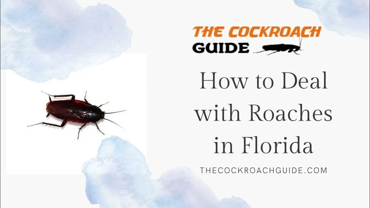 How to Deal with Roaches in Florida YouTube