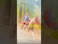Shonkibande shonkijatt horseriding horselover miniswitzerland georgopool wale