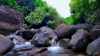 Calm water  relaxing sounds of the forest .