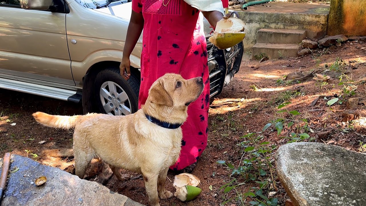 Labrador dog gets coconut drink 🥥 from sister after he had a heavy swim