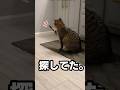 目の見えない猫が探していたのは…