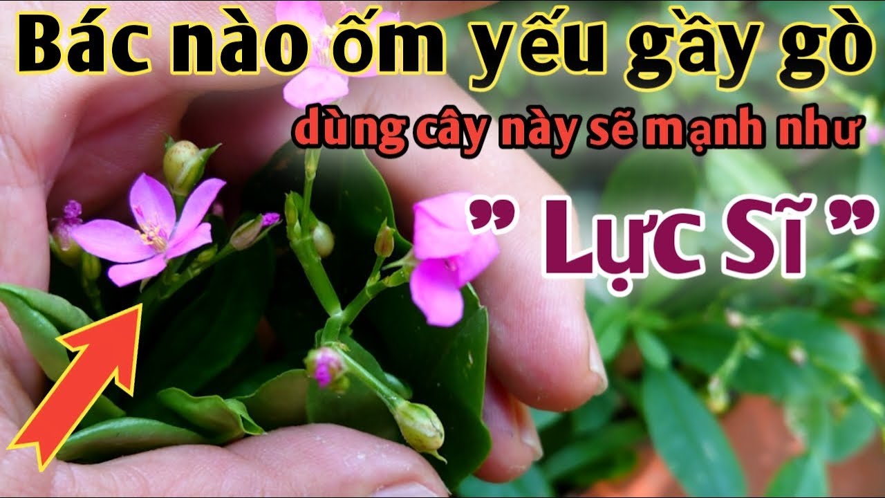 Bài thuốc Bồi bổ và phục hồi sức khỏe.PHAN HẢI Channel