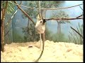 Сіфака  - Propithecus – sifaka