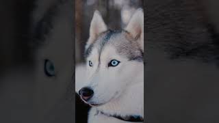 Husky | 4k | dog | #pets #pet #petloverscommunity #husky #huskydog #huskies