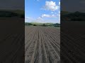Am semănat mălai (porumb 🌽)