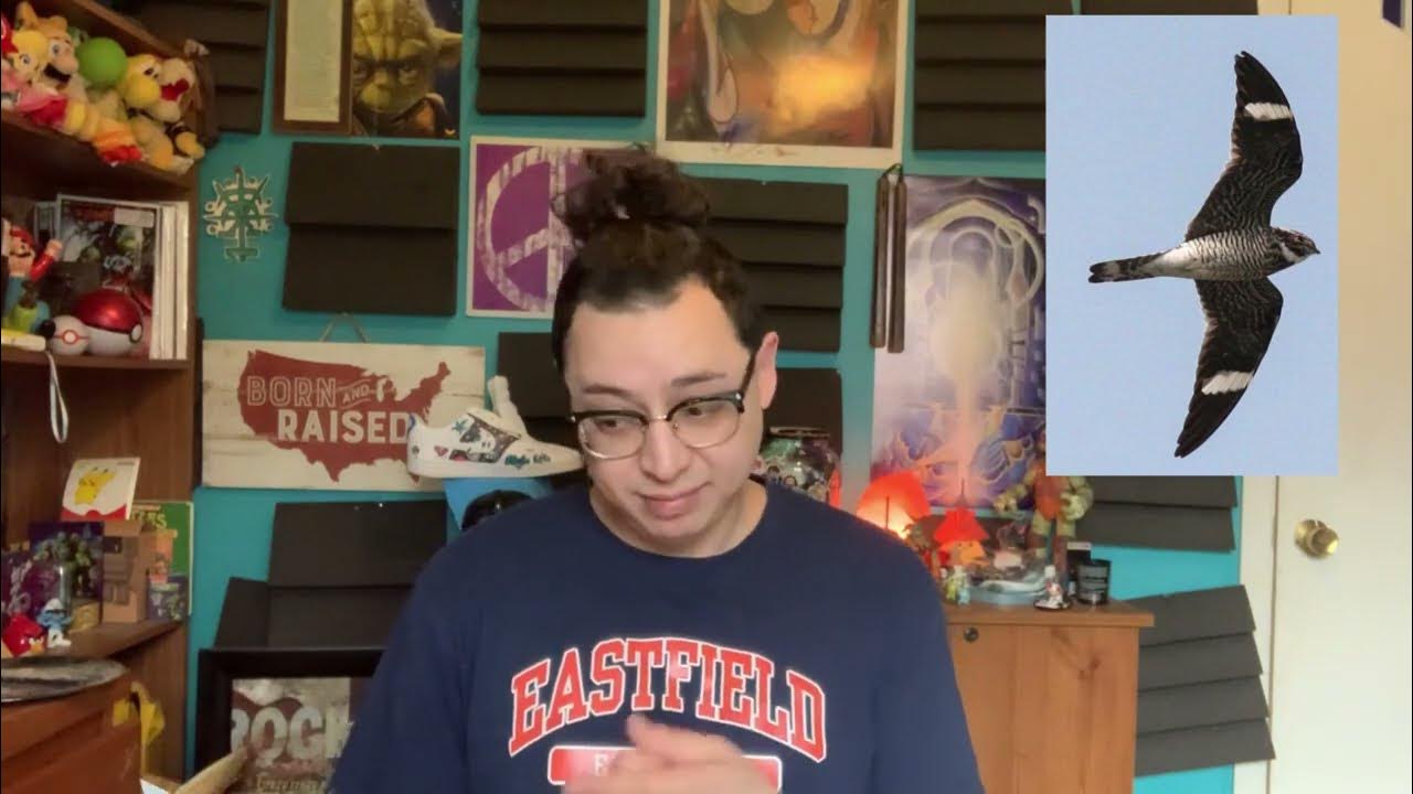 Nighthawk Spirit Animal Symbolism and Possible Spiritual Meaning of