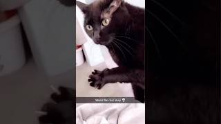 Funny Cats 😹 Episode 24 #Shorts