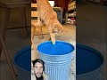 nice amazing cute cat jumping Blue water #haveitoldyoulatelythatiloveyou