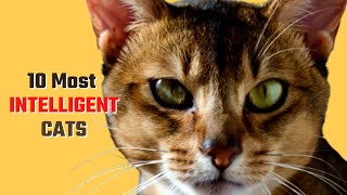 The 10 Most Intelligent Cat Breeds Ever. Furry Feline by Loving Paws TV 296 views 1 year ago 5 minutes, 43 seconds