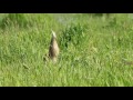 Bittern Calling