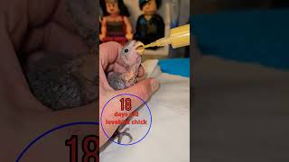 Download Lagu African Peach faced Lovebird🍼🐥Hand feeding #youtubeshorts MP3 Download Lagu African Peach faced Lovebird🍼🐥Hand feeding #youtubeshorts MP3